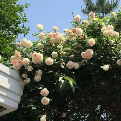 你给了我一束花，说要带我回家(图4)