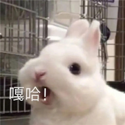 实用的微信超可爱的表情精选 超萌超热门的qq聊天表情(图4)