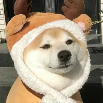 超级可爱的柴犬！！！(图5)