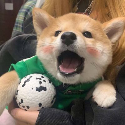 超级可爱的柴犬！！！