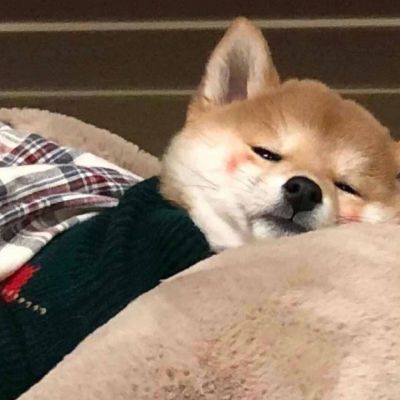 超级可爱的柴犬！！！(图2)