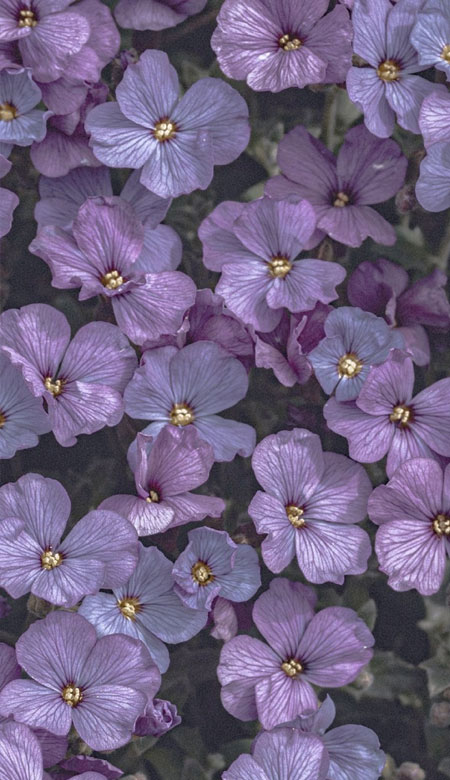 2021紫色系适合女孩子的唯美好看的手机壁纸 高清质感的女生手机皮肤(图8)