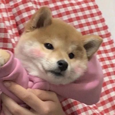 超级可爱的柴犬！！！(图9)