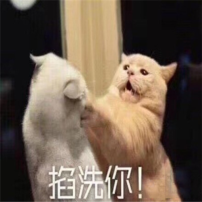 奶凶奶凶的日常聊天表情大全 用不用给你的脑子浇浇水(图8)