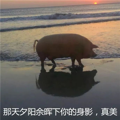 聊天必备的搞很有意思的表情包 微信超级有趣的斗图表情(图3)