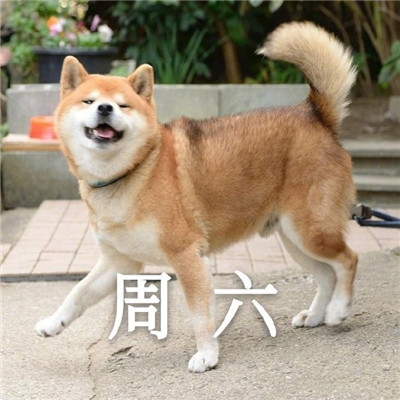 我的一周情绪变化搞笑表情 超级有趣的一周心情变化表情大全(图7)