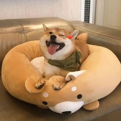 超级可爱的柴犬！！！(图6)