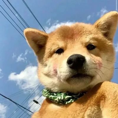 超级可爱的柴犬！！！(图4)