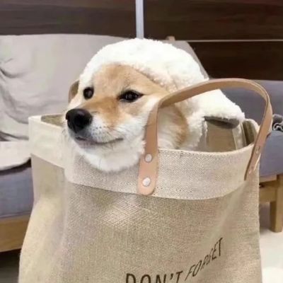 超级可爱的柴犬！！！(图7)