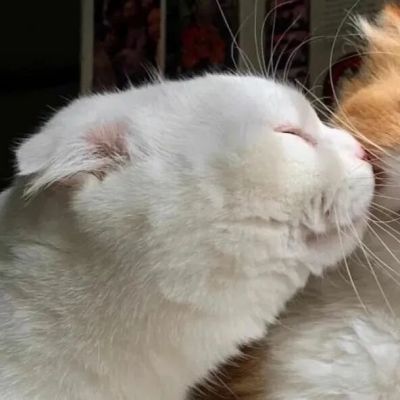 可可爱爱的情侣头像(图15)