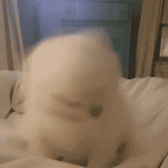 微信实用聊天斗图动态表情包 很热门的gif聊天表情合集(图6) 微信实用聊天斗图动态表情包 很热门的gif聊天表情合集(图6)