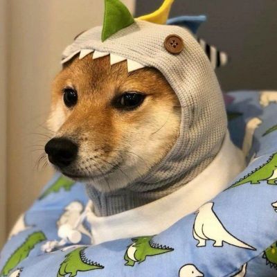 超级可爱的柴犬！！！(图10)