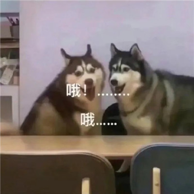 聊天必备的搞很有意思的表情包 微信超级有趣的斗图表情(图2)