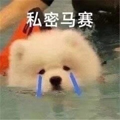 感受可爱暴击的可爱表聊天情包 超级软萌的有趣表情合集(图5)