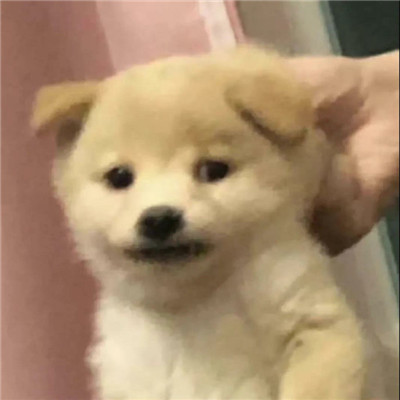 超级实用的微信热门表情合集 全网超级火的经典热门表情(图8)