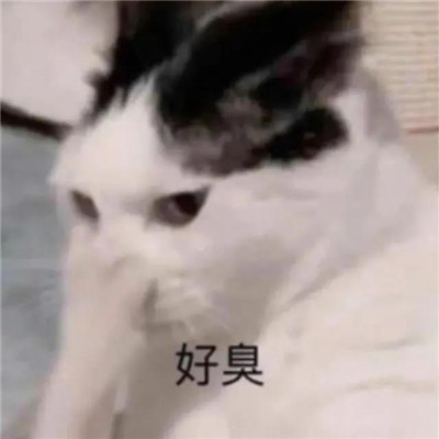 实用的微信超可爱的表情精选 超萌超热门的qq聊天表情(图2)