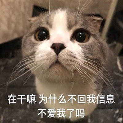 猫咪最可爱的搞笑又带有猥琐的表情包 失去一个人最快的方式就是靠得太近(图9)