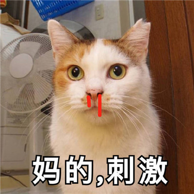 猫咪最可爱的搞笑又带有猥琐的表情包 失去一个人最快的方式就是靠得太近(图2)