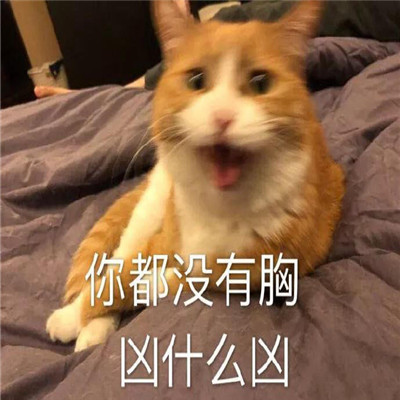 猫咪最可爱的搞笑又带有猥琐的表情包 失去一个人最快的方式就是靠得太近(图6)