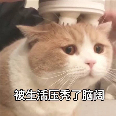猫咪最可爱的搞笑又带有猥琐的表情包 失去一个人最快的方式就是靠得太近(图7)