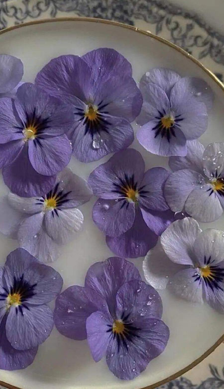 2021紫色系适合女孩子的唯美好看的手机壁纸 高清质感的女生手机皮肤(图5)