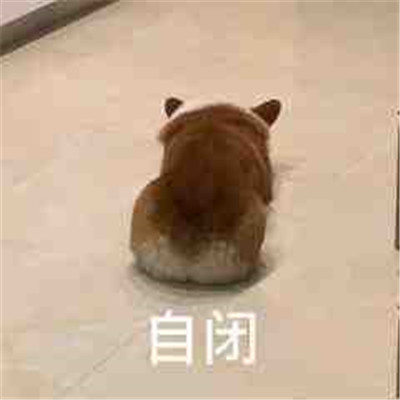 个性的超级有趣的微信聊天表情 只想做条闲鱼表情(图5)