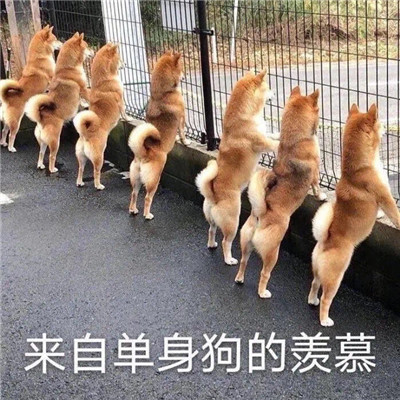 超级搞笑的趣味的精选表情合集 来自单身狗羡慕表情(图9)