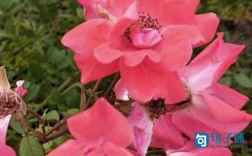 2021年花朵优美句子集合78句(图1) 2021年花朵优美句子集合78句