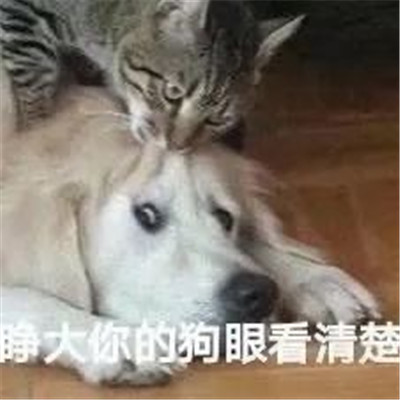 超级萌的很呆萌的微信表情 我没哭只是下雨了(图3)