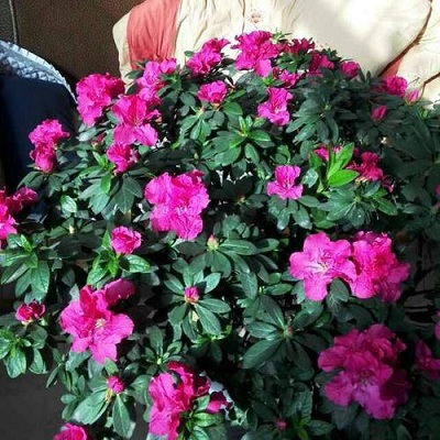 适合中老年人使用的微信网名精选(图1) 适合中老年人使用的微信网名精选