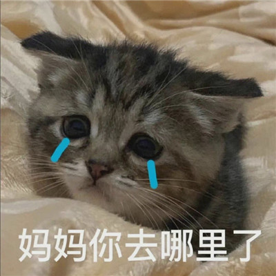 超级沙雕又很有趣的妈宝表情包 我想和妈妈在一起(图8)