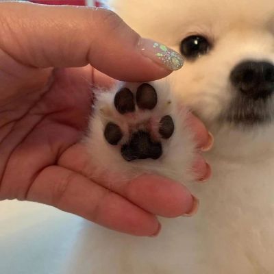 cute  animal.?(图6)