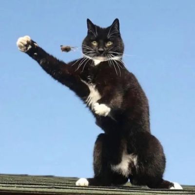  超可爱的萌宠动物情头(图10)