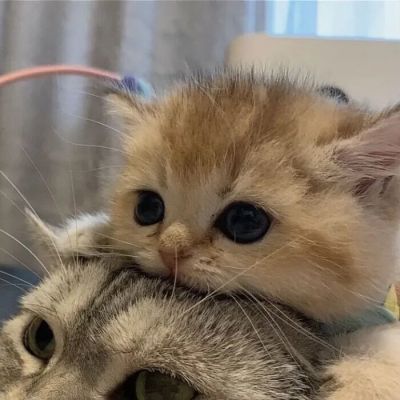  超可爱的萌宠动物情头(图4)