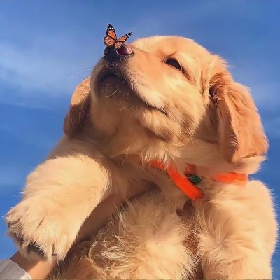 cute  animal.?(图2)