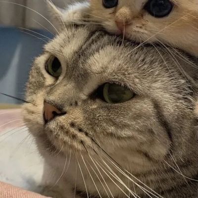  超可爱的萌宠动物情头(图3)