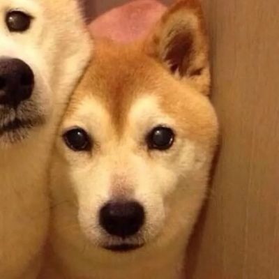  超可爱的萌宠动物情头(图2)