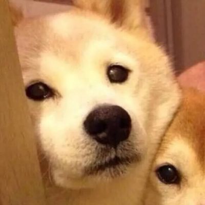  超可爱的萌宠动物情头(图1)