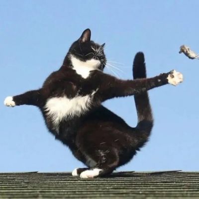  超可爱的萌宠动物情头(图9)