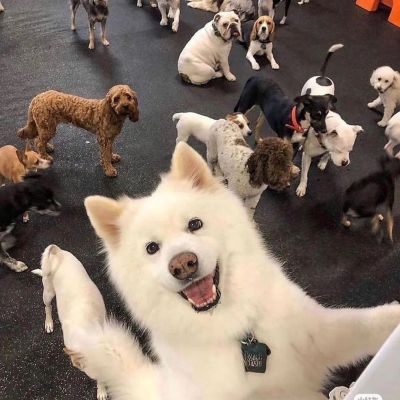 cute  animal.?(图8)