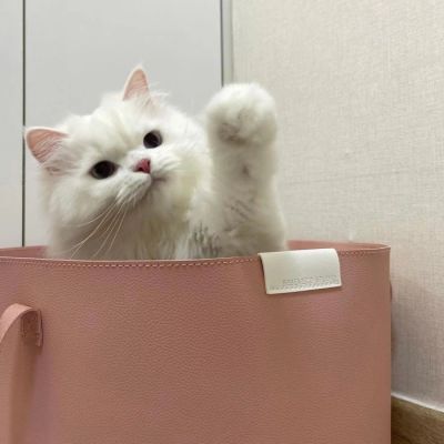 cute  animal.?(图10)