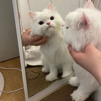 cute  animal.?(图5)