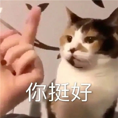 超热门多风格微信聊天表情包 早上好不好也可以随便你(图3)