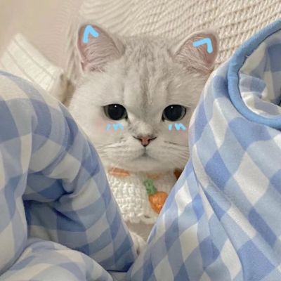 谁能拒绝可爱的小猫和玲娜贝儿呢！(图8)