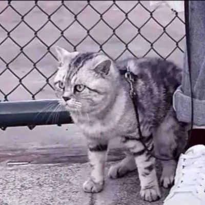 ♡对象不是人系列3./(图9)