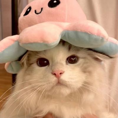 谁能拒绝可爱的小猫和玲娜贝儿呢！(图10)