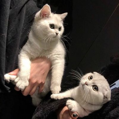 可爱(๑• . •๑)(图6)