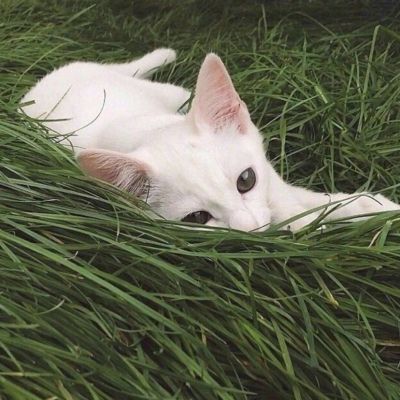 绿色壁纸‖别害怕，宇宙都温柔(图4)