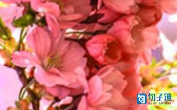 2021年有关花朵优美句子合集99条(图1) 2021年有关花朵优美句子合集99条