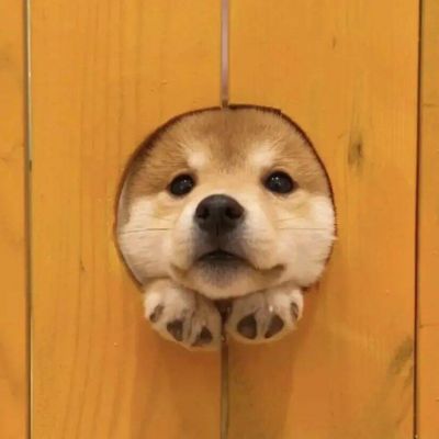 不经意间遇见的可爱比落日还要温柔(图3)